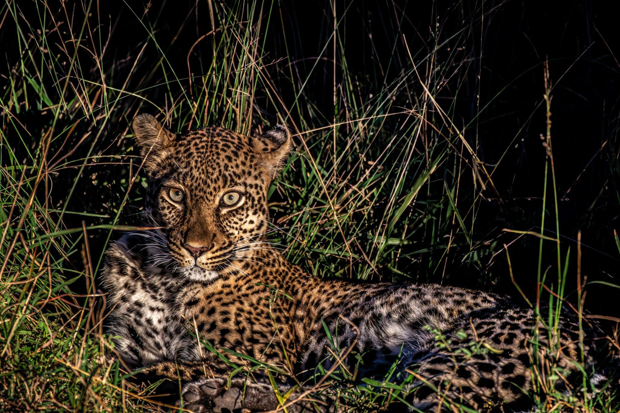 Leopard resting in tall grass