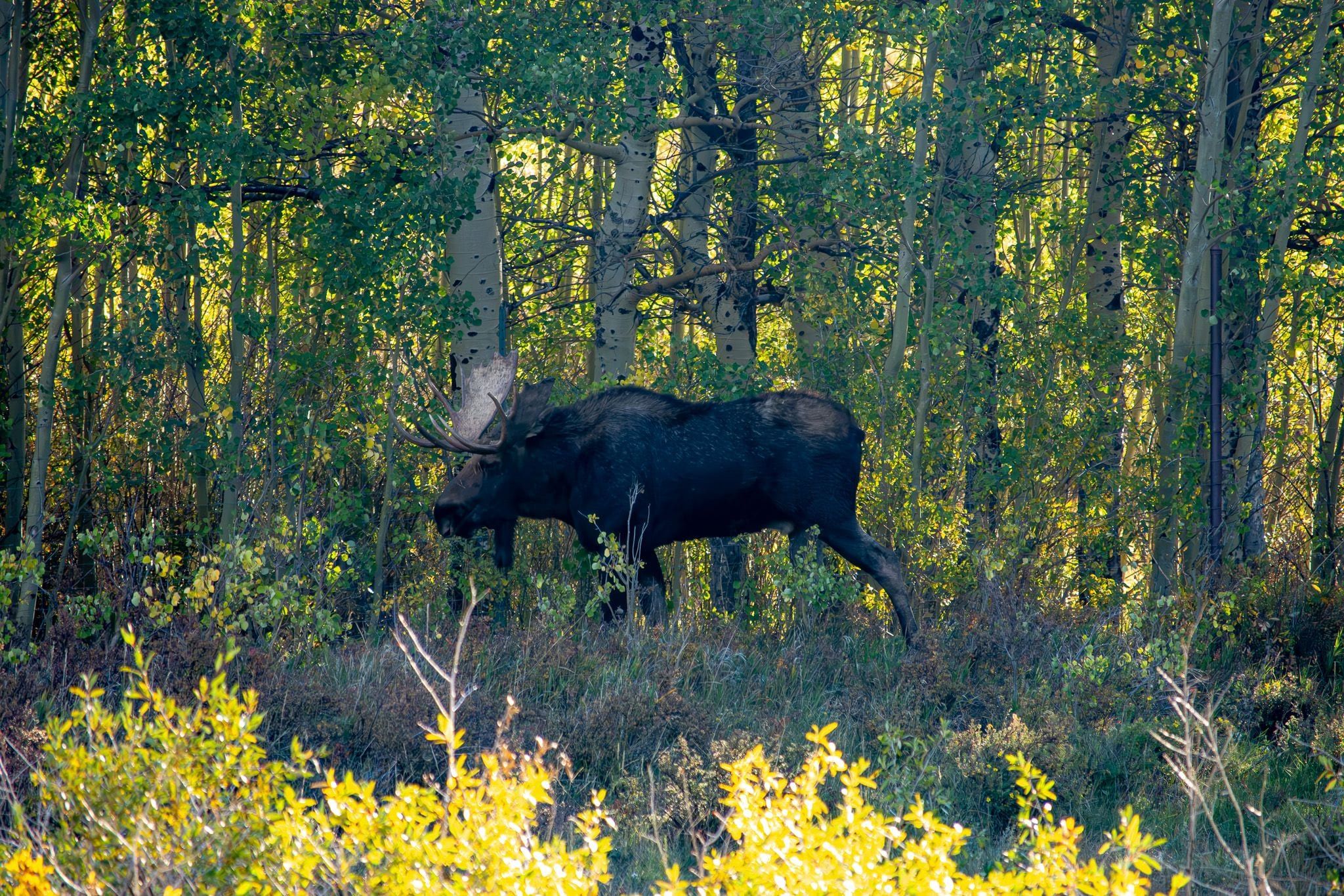 Bull moose walking through aspens